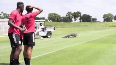 صورة تمساح ضخم يقتحم ملعب تدريبات ناد كندي ويثير هلع اللاعبين -فيديو